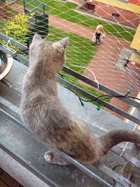 High angle view of cat looking through netting