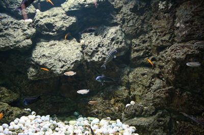 Close-up of fish swimming underwater