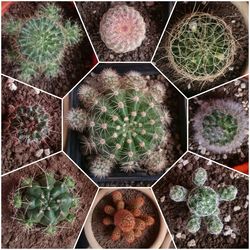 Close-up of cactus plants