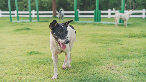 Dog running in field