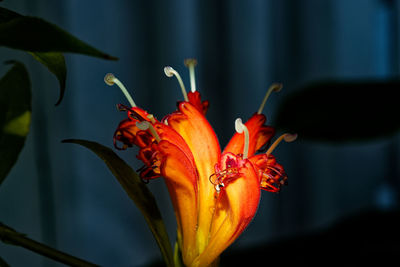 Close-up of red flowering plant