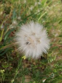 Close-up of dandelion on field