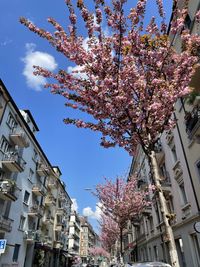 Low angle view of cherry tree by building against sky