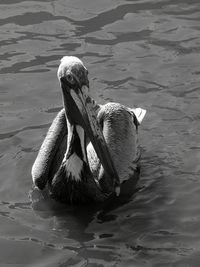 High angle view of swan swimming in lake
