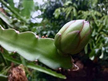 Close-up of fruit growing on plant