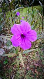 Close-up of purple flower blooming outdoors