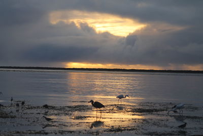 View of seagulls on beach during sunset