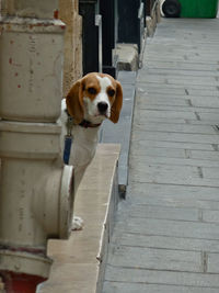 Portrait of dog