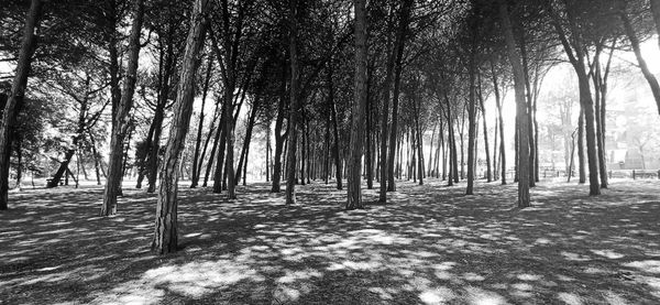 Trees on field in forest