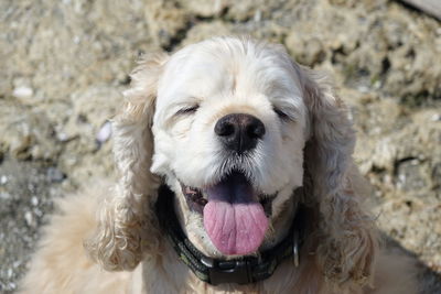 Close-up portrait of dog