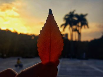 Close-up of hand holding orange plant against sky during sunset