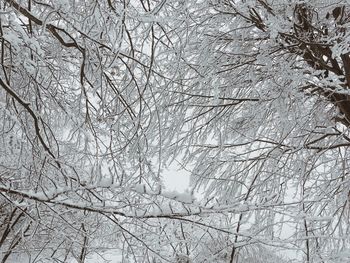 Low angle view of bare trees during winter