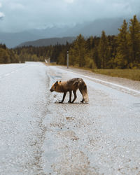 Side view of a horse on the road