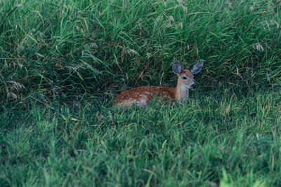 View of deer on grass