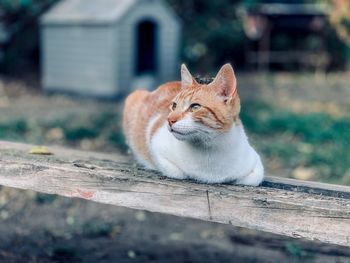 Cat looking away