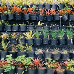 Close-up of potted plant