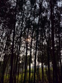 Low angle view of trees against sky