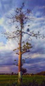 Tree on field against sky