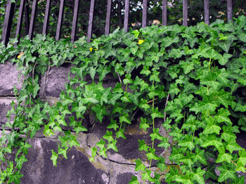 Close-up of ivy growing in garden