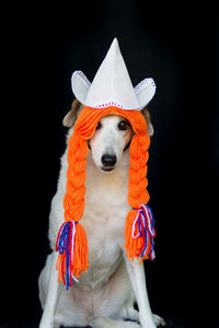 Close-up of dog against black background