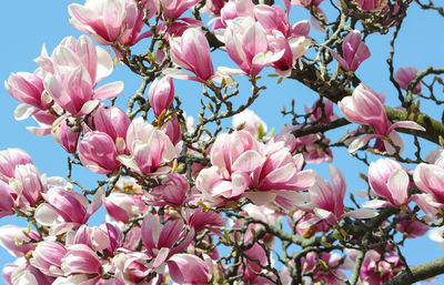 Close-up of pink cherry blossoms in spring