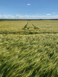 Scenic view of agricultural field against sky