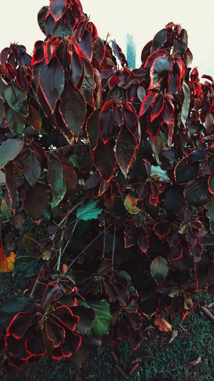 CLOSE-UP OF RED FLOWERING PLANTS AGAINST SKY