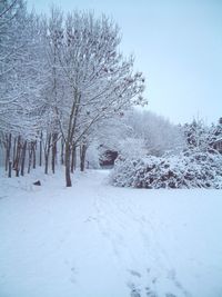 Bare trees on snow covered field