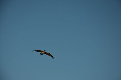 Low angle view of a bird flying