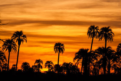 Silhouette palm trees against orange sky during sunset