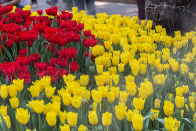 Close-up of yellow tulips