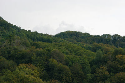 Scenic view of forest against sky