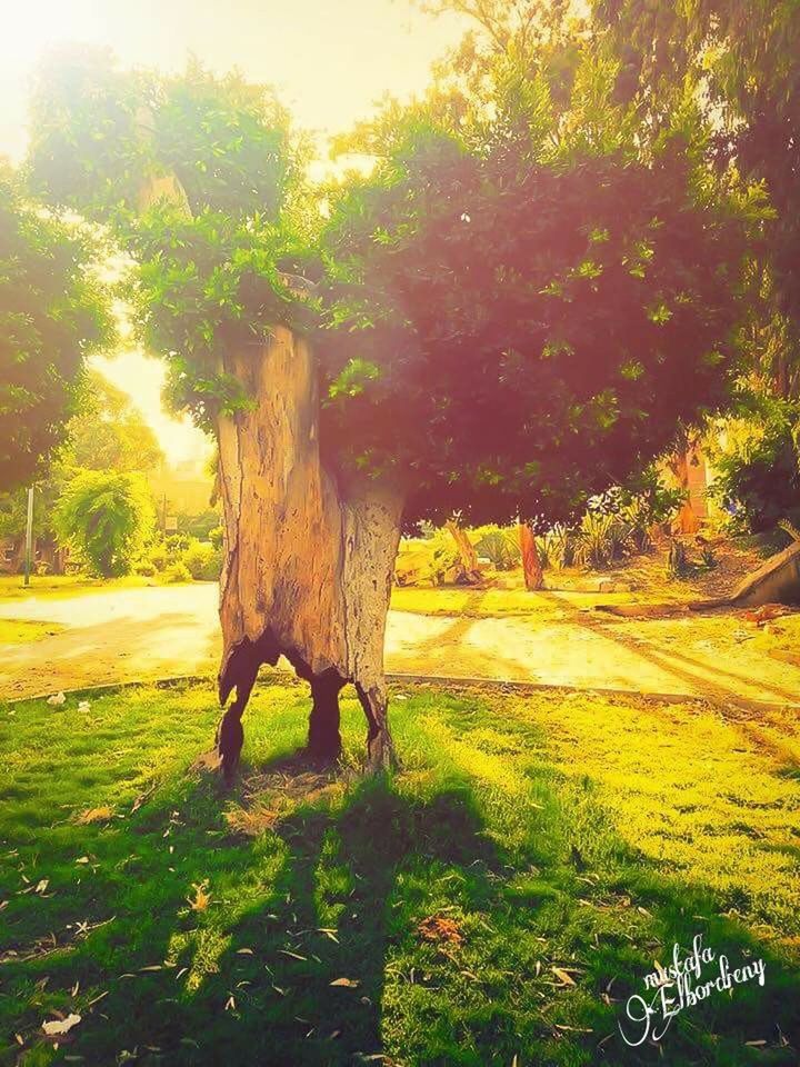 tree, sunlight, grass, growth, tranquility, nature, tree trunk, beauty in nature, field, tranquil scene, sunbeam, green color, scenics, outdoors, landscape, plant, day, sun, grassy, park, no people, sunny, non-urban scene, idyllic, sky, lush foliage