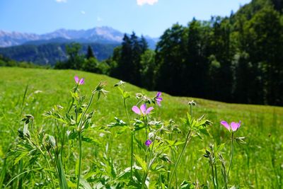 Close-up of purple flowering plants on field