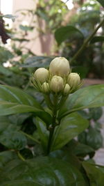 Close-up of flowers