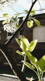 Low angle view of plants growing on tree