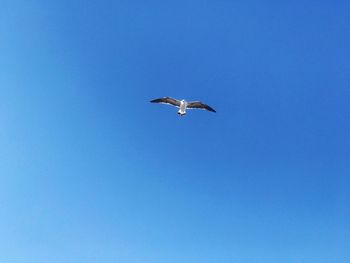 Low angle view of seagull flying in sky