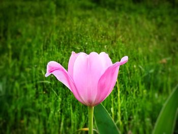 Close-up of pink flower on field