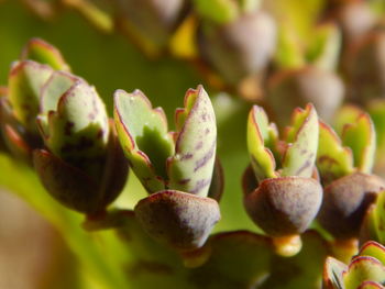 Close-up of succulent plant