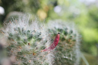 Close-up of succulent plant