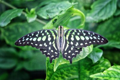 Close-up of butterfly on plant