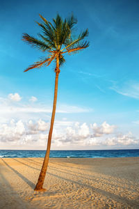 Beautiful tropical nature florida landscape. tall palm tree and sea ocean sand beach at sunset. 