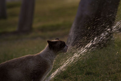 Close-up of dog on field