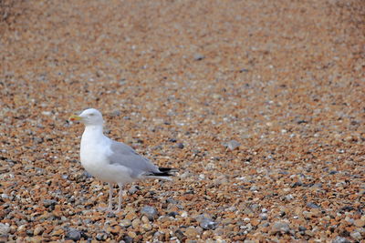 Seagull perching at shore