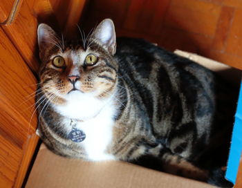 Close-up portrait of cat