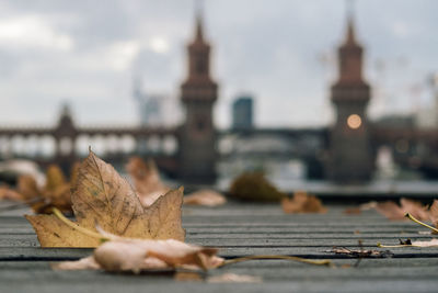 Close-up of dry maple leaf against sky