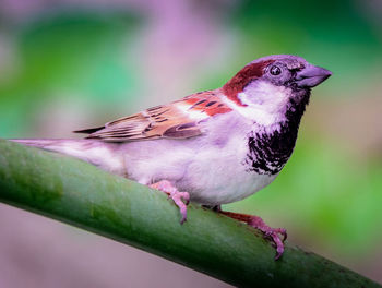 Close-up of bird perching on a branch