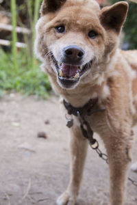 Close-up portrait of dog