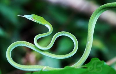 Close-up of green plant