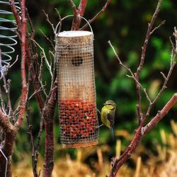 Close-up of bird perching on a feeder